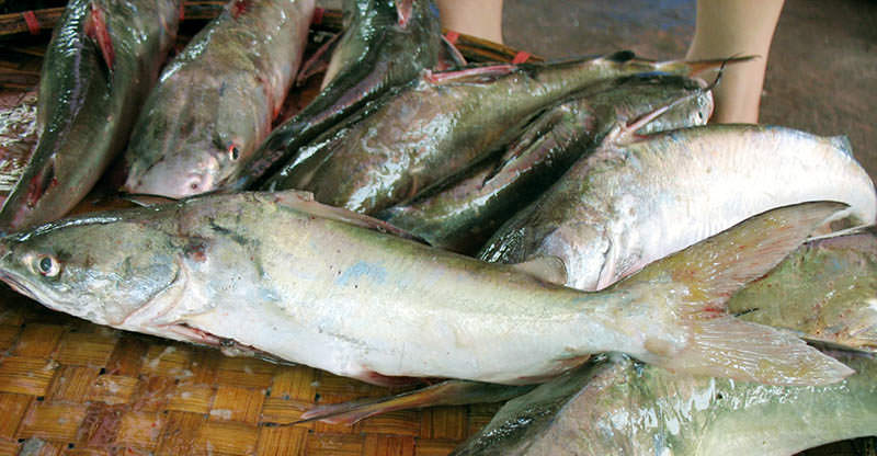 Cá Ba gai đặc sản của Hạ Long